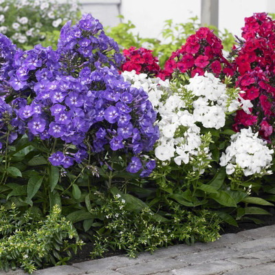 Aywal PHLOX FLOWER F1 HYBRID Seed(10 per packet)