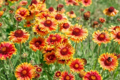 Avysa Gaillardia ‘Oranges and Lemons’ Seed(20 per packet)