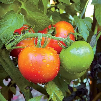 GREENSEA High Yielding Tomato Seeds for Home Gardening Seed(101 per packet)