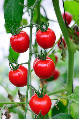 seedex tomato Seed(30 per packet)