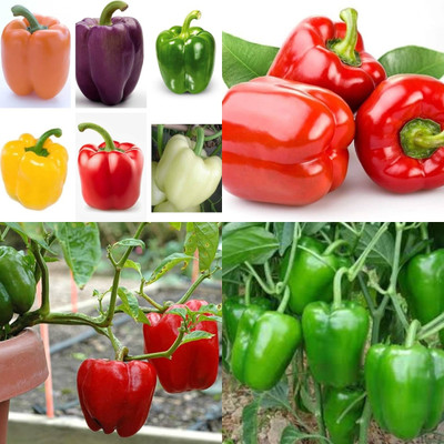 ibains Yellow capsicum seeds shimla mirchi 82 Seed(82 per packet)
