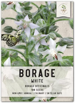 CYBEXIS XLR-74 - White Borage - (1350 Seeds) Seed(1350 per packet)