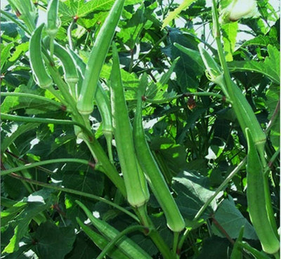 BJUBAS hybrid lady finger seeds pack of 12 Seed(12 per packet)