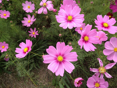 ZIXA Cosmos bipinnatus ‘Sensation’ Seed(30 per packet)