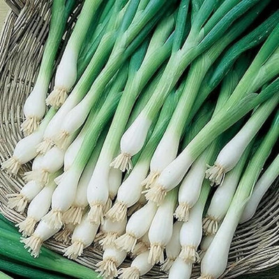 KNESSiN Heat Tolerant Welsh Spring Onion Vegetable Seeds For Gardening-(300 Seeds) Seed(300 per packet)