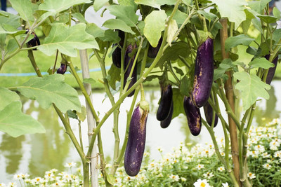 Biosnyg F1 Hybrid Long Purple Brinjal ( Seeds) Seed(5000 per packet)