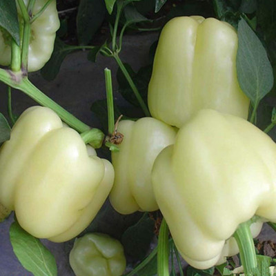 KNESSiN Capsicum White Seed(50 per packet)