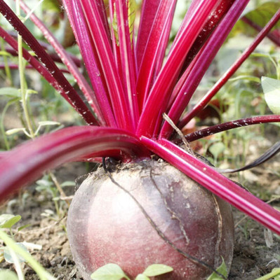 KNESSiN Beetroot Seed(200 per packet)