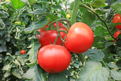 Kritanjali Creations tomato Seed(120 per packet)