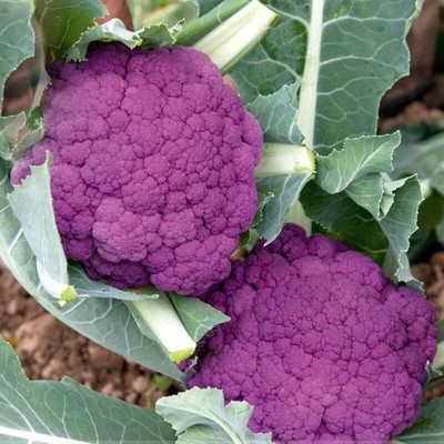 Aywal Purple Cauliflower|Phol Gobhi Hybrid F1 Seeds for Home Gardening Seed(100 per packet)