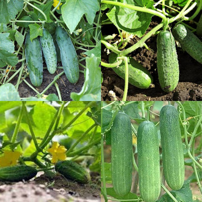 ibains Long cucumber seeds Kakari sosa seeds pack of 70 Seed(70 per packet)