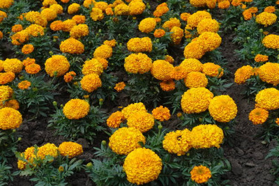 rsd enterprise marigold,gende ka phool seeds Seed(20 per packet)