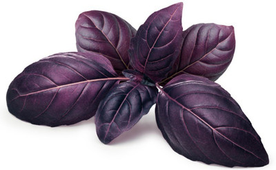 VibeX ® RXI-26 Herb Basil Red Rubin Seed(1000 per packet)