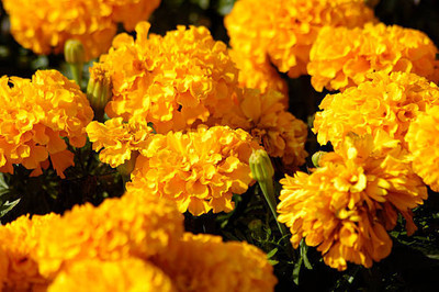 BASF marigold,gende ka phool seeds Seed(21 per packet)
