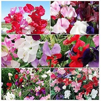 VibeX ® VXI-266 Sweet Pea Mixed Seeds Seed(50 per packet)