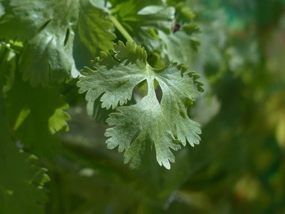 Aywal Duck-Tongue Mexican Coriander Seed(225 per packet)