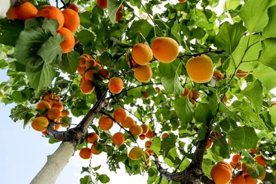 Aywal Peach Fruit Seed(3 per packet)