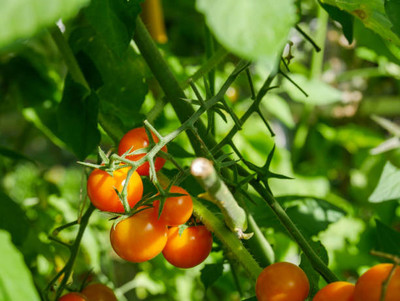 Unicosa Ayurveda tomato Seed(115 per packet)