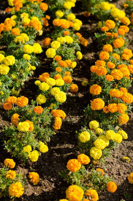 NATUREPETALS marigold/gende ka phool flower seeds Seed(50 per packet)