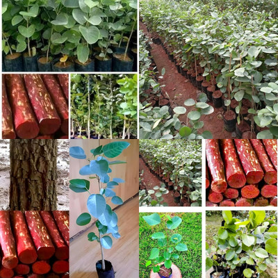ibains red chandan tree seeds 32 Seed(32 per packet)