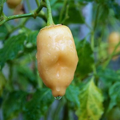 KNESSiN Peach Chilli Pepper,Exotic[400 Seeds] Seed(400 per packet)