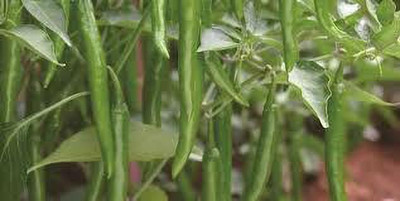 KANAYA chilli , mirchi Seed(140 per packet)