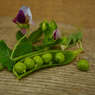 Qualtivate PUAS-7A Dwarf Grey Sugar Pea Seed(200 per packet)