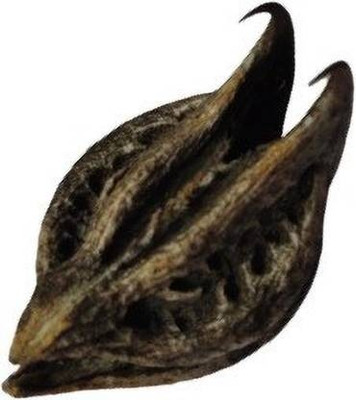 everlite Bat Head Root Seeds Seed(20 per packet)