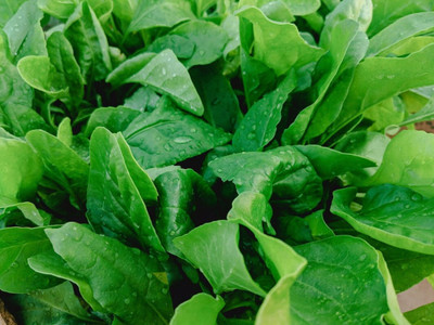 SeedHaven Fresh Green Spinach (Palak) Vegetable Hybrid Quality Seed(25 per packet)