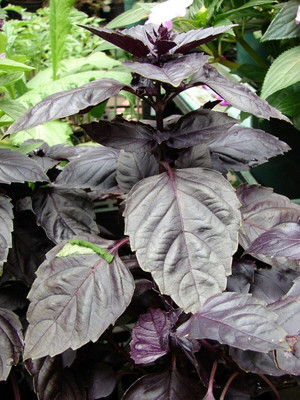 Qualtivate ATS-13 Red Rubin Basil Seeds Seed(1000 per packet)