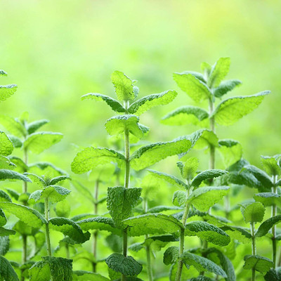 CYBEXIS Heirloom Mint Seeds Perennial Multi-Functional Fragrance2800 Seeds Seed(2800 per packet)