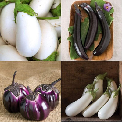 Qualtivate PUA-4A Brinjal (Multi) 4 Varieties Seed(300 per packet)