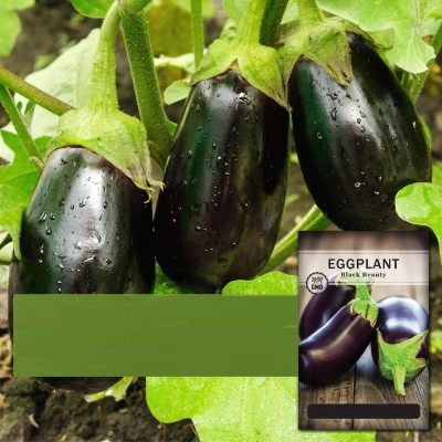 KNESSiN Black Beauty Brinjal Seed for Planting-[10gm] Seed(2000 per packet)