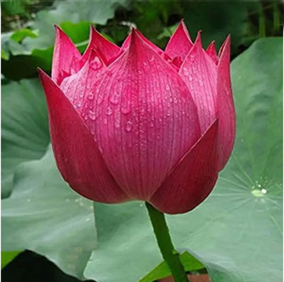 Ankur Farm Lotus, Kamal, Padma Flower Seed(12 per packet)