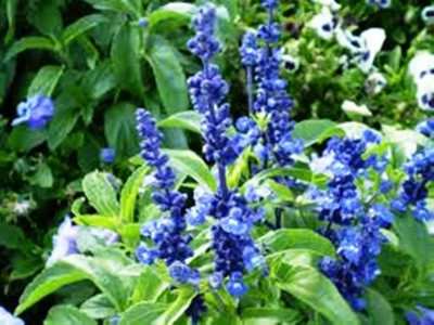 VibeX LX-64 - Blue Sage (Salvia Farinacea) - (450 Seeds) Seed(450 per packet)