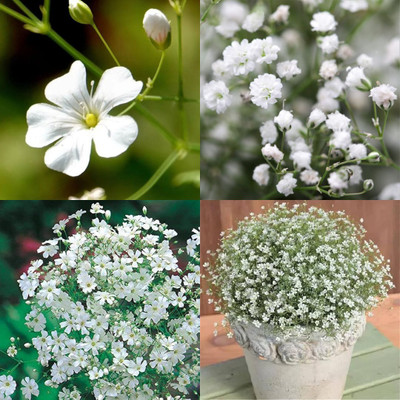 sbains Cut flower gypsophila seeds no of seeds 19 Seed(19 per packet)