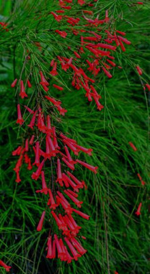 THAMMAR kanakambaram-firecracker-crossandra Seed(17 per packet)