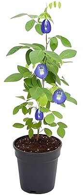 isarkars ™️Aparajita Seeds, Mixed Colors, ButterflyPea Seed(29 per packet)