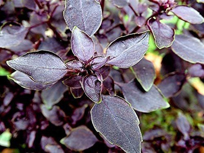 WILLVINE VVI-18 Herb Basil Red Rubin Seed(1000 per packet)