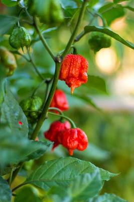 DIVINE CHILLI , PEPPER Seed(80 per packet)