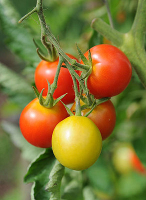 Digikida tomato Seed(55 per packet)