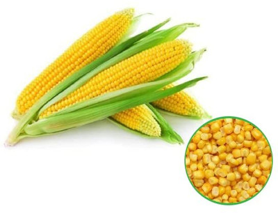 WILLVINE HAR -XII Hybrid Pusa HM-9 Improved Corn -[500g] Seed(2000 per packet)