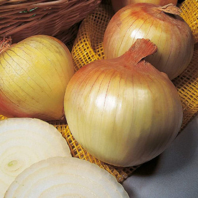 KNESSiN Onion Senshyu Yellow Globe Seed(500 per packet)