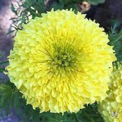 KANAYA Marigold African F2 Dwarf Flower Seed(125 per packet)
