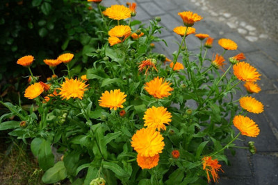 Lippy Calendula (Pot Marigold) Seed(70 per packet)