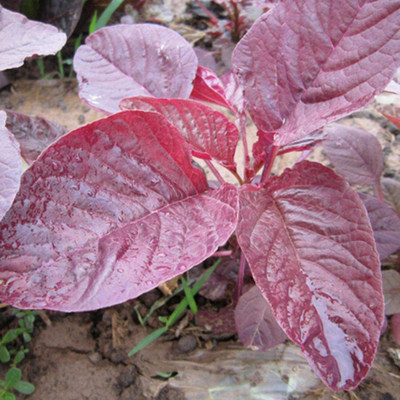 CYBEXIS Round Leaf Red Amaranth Seed4000 Seeds Seed(4000 per packet)