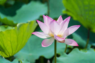 dorvik collections lotus,kamal gatta Seed(15 per packet)