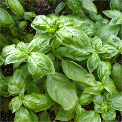 CYBEXIS HUA-65 - Genovese Basil - (4500 Seeds) Seed(4500 per packet)