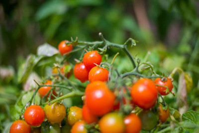 seedkart tomato Seed(110 per packet)