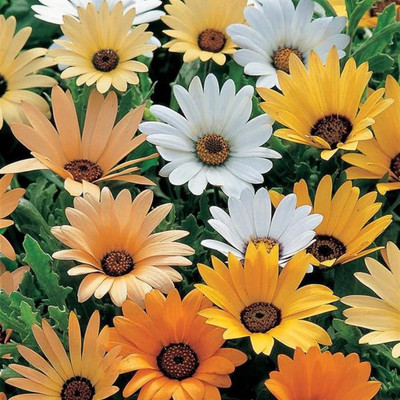 Epazo Daisy Seed(70 per packet)